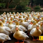 عکس مربوط به خوراک اردک