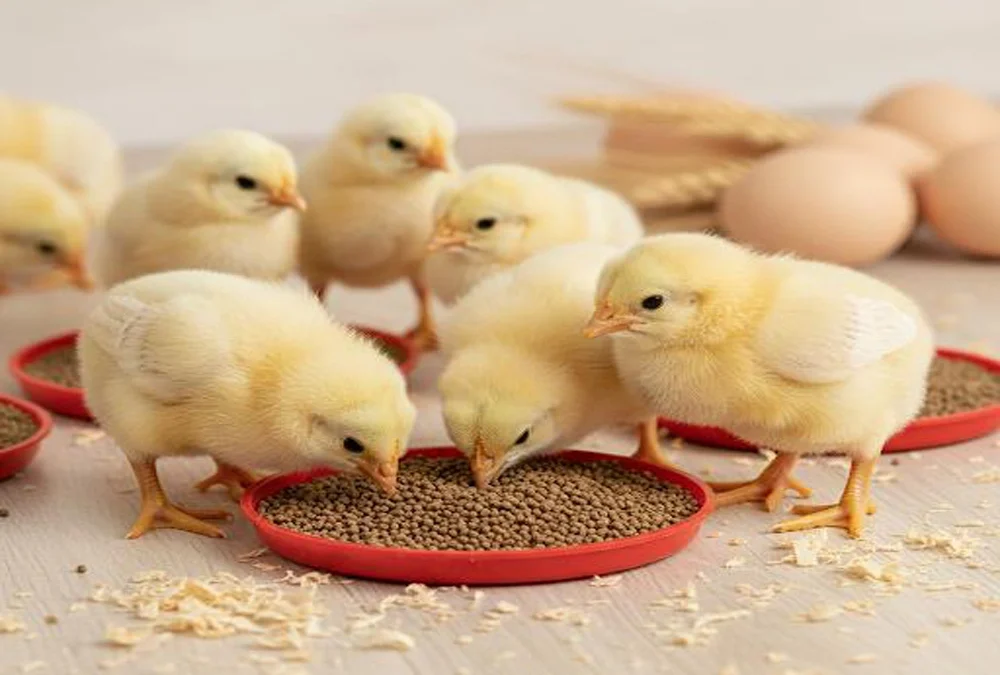 عکس مربوط به مقاله خوراک پری استارتر