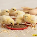 عکس مربوط به مقاله خوراک پری استارتر