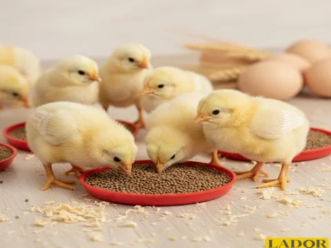 عکس مربوط به مقاله خوراک پری استارتر